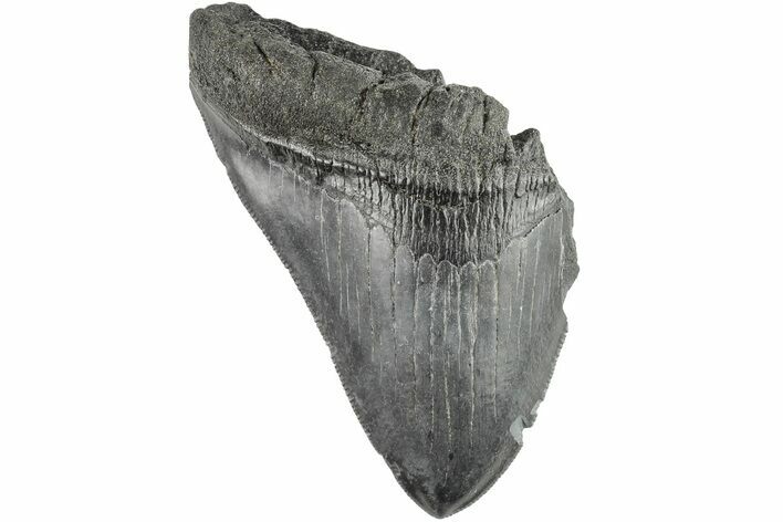 Partial Megalodon Tooth - South Carolina #194028